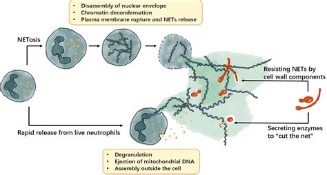 Frontiers Neutrophil Extracellular Traps In Fungal Infections A