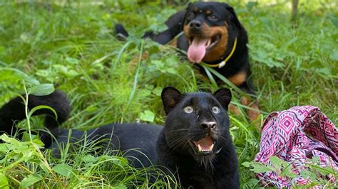 Luna The Panther Is The Breadwinner 🐆 Black Leopard Training🏋️‍♀️