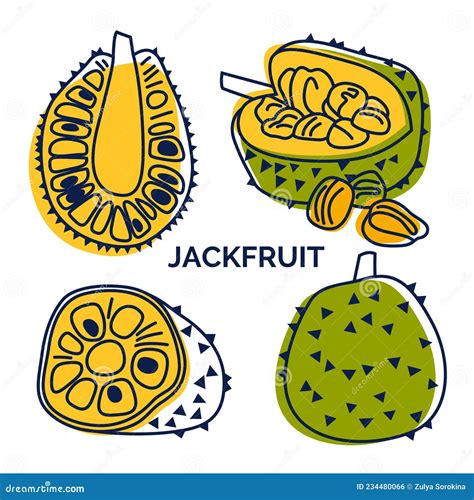 Jackfruit Whole And Cut In Half Cute Cartoon Style Vector Illustration