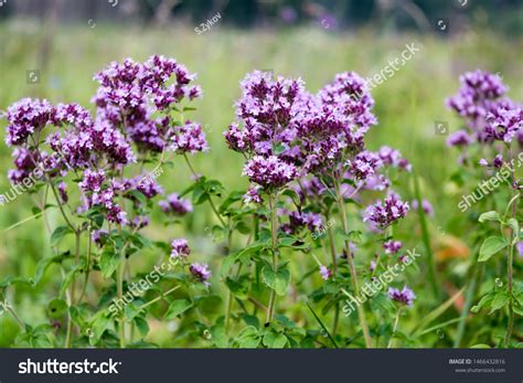 15,744 Oregano flowers Images, Stock Photos & Vectors | Shutterstock