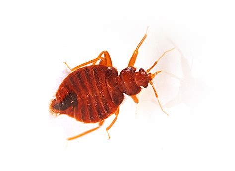 Bed Bugs 101 | What You Should Know | Integrity Pest Solutions