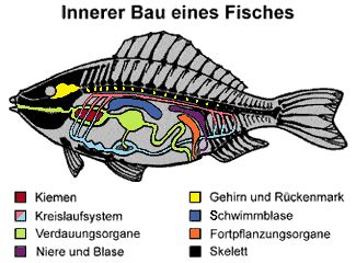 13 Kleine Fischkunde Vaahsen De