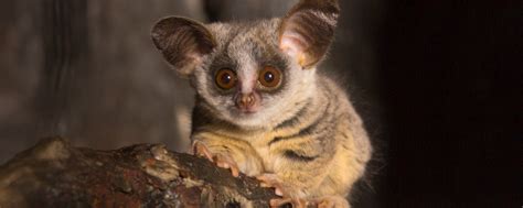 Бебра Фото Животного – Telegraph