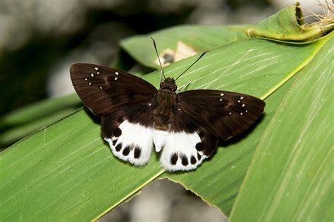 Обои бабочка, макро на рабочий стол