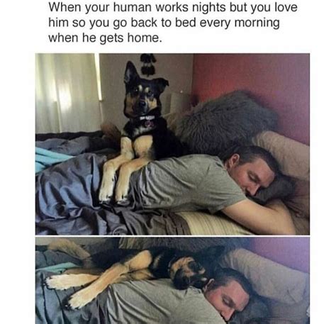 The Happiest Dog Memes That Will Brighten Your Day