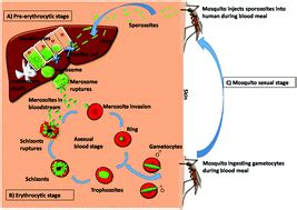 Host Immune Evasion Strategies Of Malaria Blood Stage Parasite