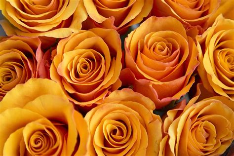 Here Is A Selection Of Our Orange Roses Varieties Includeespana