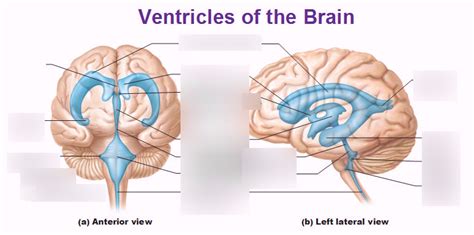 Ventricles Of The Brain Diagram Quizlet