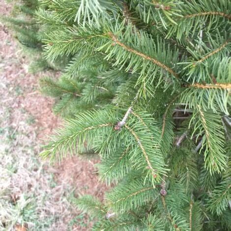 Abete Rosso Picea Abies Peccio Albero Di Natale Pianta In Vaso 19 Cm