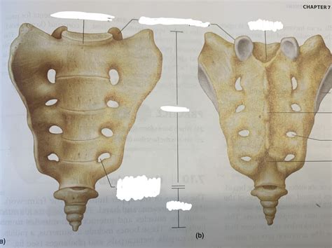 Sacrum And Coccyx Diagram Quizlet