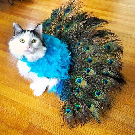 121 Best CAT COSTUMES images | Cat costumes, Crazy cats, Pet costumes