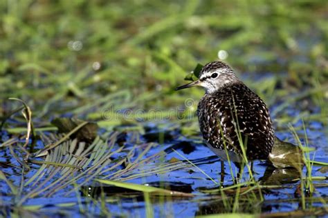 Single Wood Sandpiper Bird on Grassy Wetlands during a Spring Nesting ...