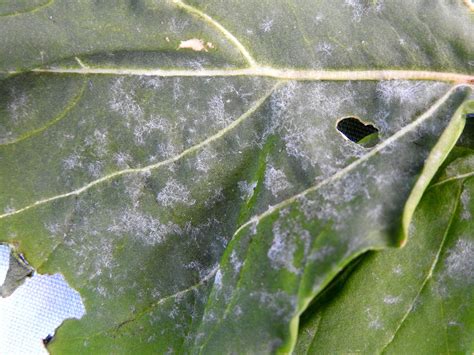 Powdery Mildew Of Arugula Vegetable Pathology Long Island