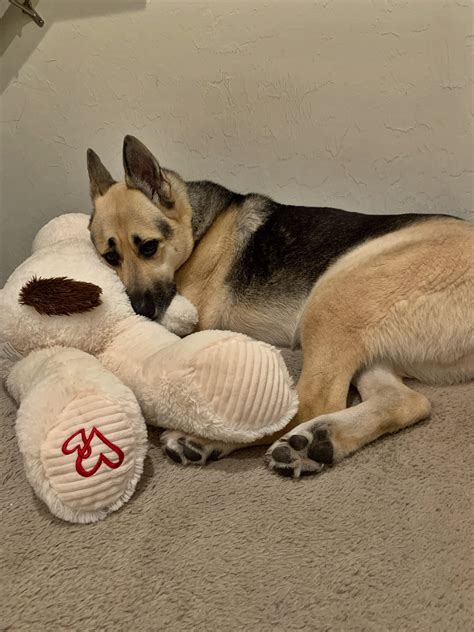 I Caught My Dog Cuddling With His Stuffed Animal Tonight And I Lost It 🥺