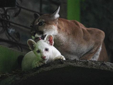 Photos: Nicaragua zoo's 4-month-old rare albino puma | News-photos ...