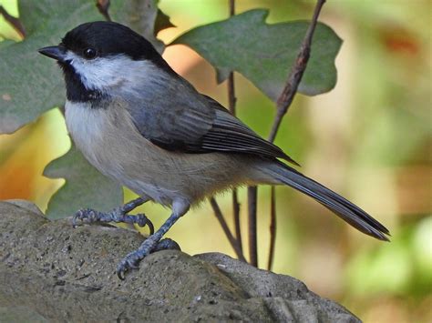 Carolina chickadee | BirdForum