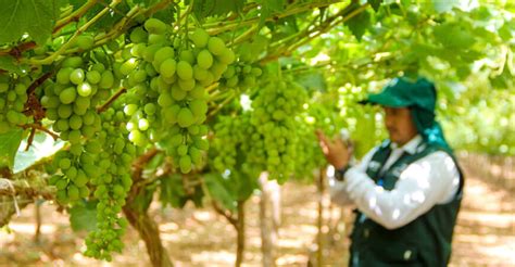 Exportaci N De Uva De Mesa Peruana Cerrar A Con Un Menos De Env Os