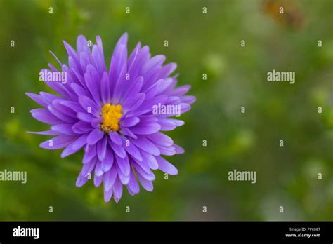 Purple Aster Flower Stock Photo - Alamy