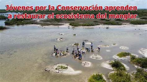 Jóvenes Por La Conservación Aprenden A Restaurar El Ecosistema Del Manglar Revista Expresion