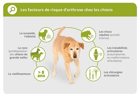 L Arthrose Chez Le Chien D Mes Pharma France