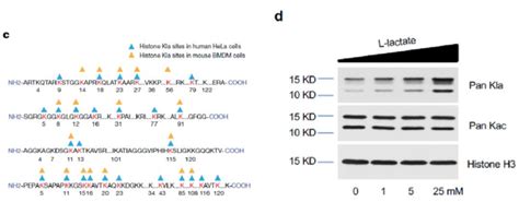 Nature重大突破：全新组蛋白乳酸化修饰调控癌症和炎症等疾病 黄灿华教授 实验室