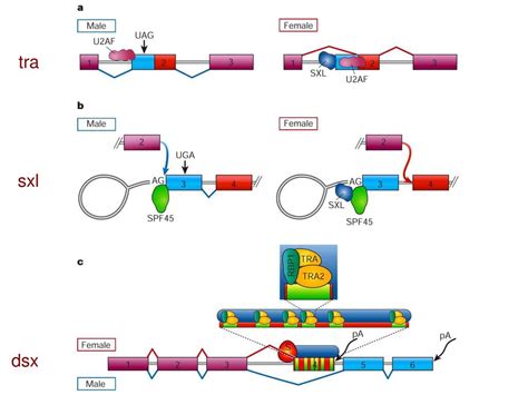 Meccanismo Dello Splicing Ppt Download