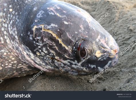 Leatherback Sea Turtle Head Injured Stock Photo 1411920176 | Shutterstock