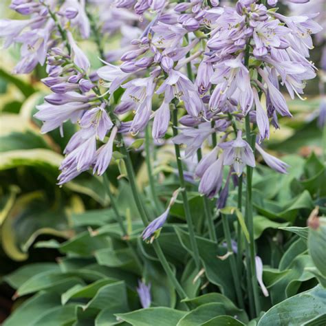 Szk Ka Bylin Dobrepole Hosta Blue Cadet Funkia Ogrodowa