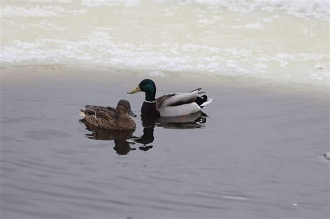 Water Duck Lake Free Photo On Pixabay Pixabay