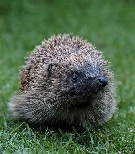 European Hedgehog Population Size & Density | Wildlife Online