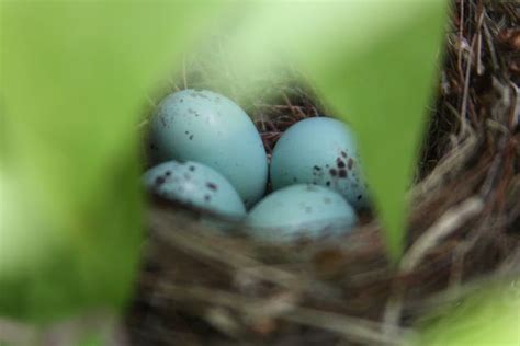 Chipping Sparrow eggs | Adventures with Renee Clematis, Renee ...