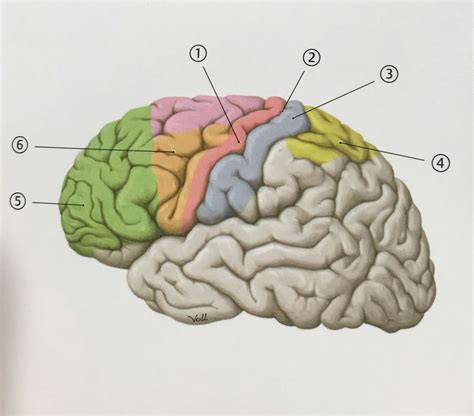 sensory and motor systems Diagram | Quizlet