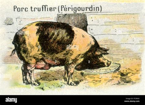 Truffle Hog High Resolution Stock Photography and Images - Alamy