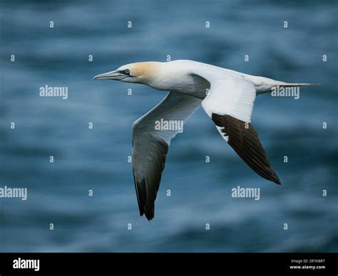 Northern Gannet Flying Across The Atlantic Stock Photo Alamy