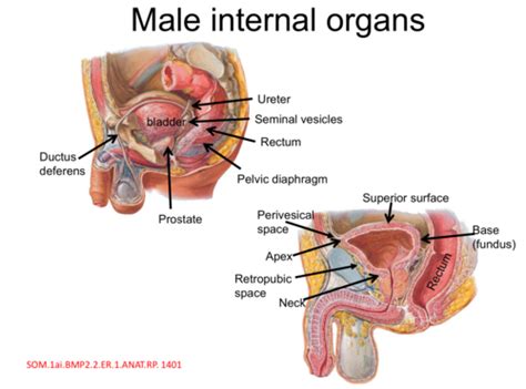 Lecture 11 Pelvis And Perineum II Male Reproductive Systems Flashcards