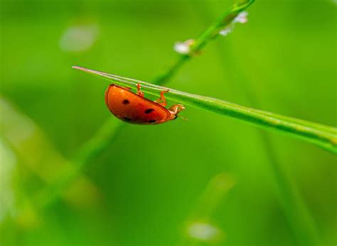 Friend Or Foe Lawn Insect Guide Jim S Mowing