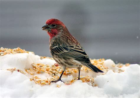 House Finch Free Photo Download | FreeImages