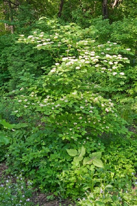 Plantes Les Plus Nuisibles Si Vous Les Voyez Liminez Les