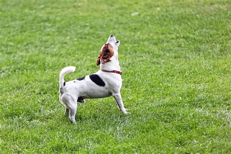 Communication: Understanding Dog Sounds - Dr. Marty Pets