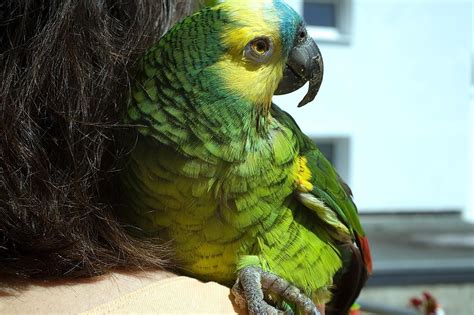 Learn How to Care for a Blue-Fronted Amazon Parrot | Amazon parrot ...