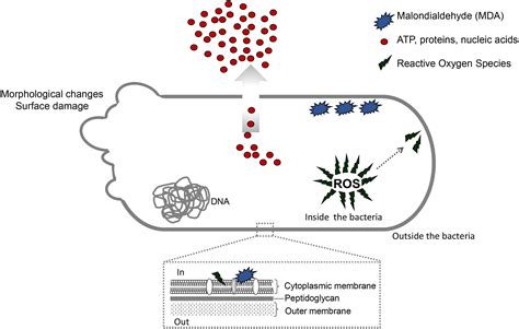 Frontiers Biogenic Silver Nanoparticles Strategically Combined With