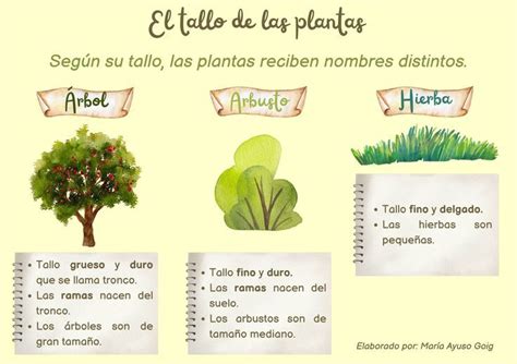 P Ster Educativo Para Diferenciar Los Tipos De Planta Seg N Su Tallo