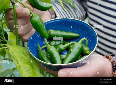 Peppers Polytunnel Uk Garden Hi Res Stock Photography And Images Alamy