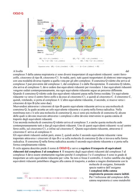 Lezione Dicembre Copia Ciclo Q A Livello Del Complesso Della