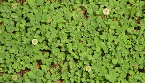 Kinds of Clover Seed | Garden Guides