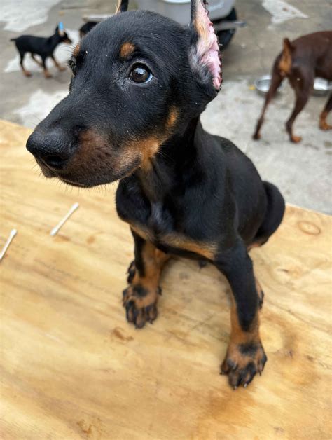 Ad Doberman Doberman Pinscher Puppies For Sale In Jacksonville Fl