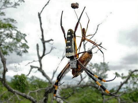 How Long Does A Banana Spider Live Banana Poster