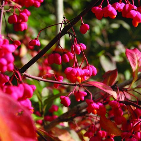 Бересклет ред Каскад (71 фото) » НА ДАЧЕ ФОТО