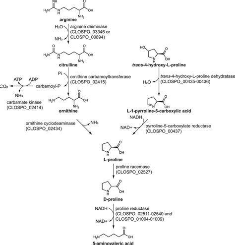 C Sporogenes Pathways Converge On Proline Reductase Arginine