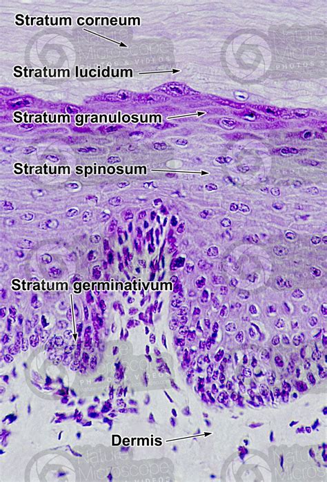 Stratum Basale Histology